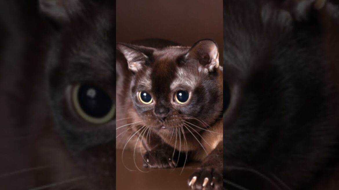 Havana Brown Cats 101: Amazing Cat Facts In 60 Seconds ๐ฑ๐ Havana Brown Cats 101: Amazing Cat Facts In 60 Seconds ๐ฑ๐