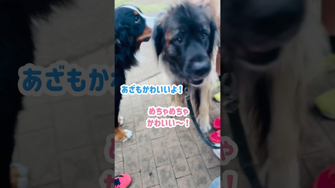 久々のレオンベルガーちゃん！再会に大興奮