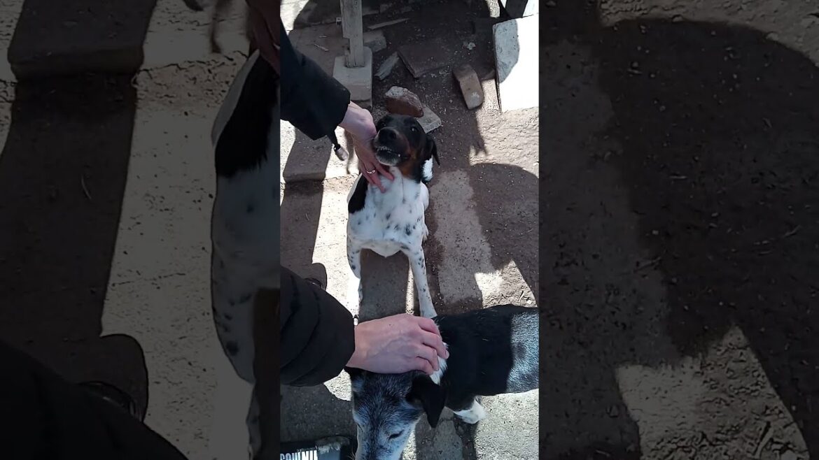 ⚡Smooth Fox Terrier🔥❤😃#shorts