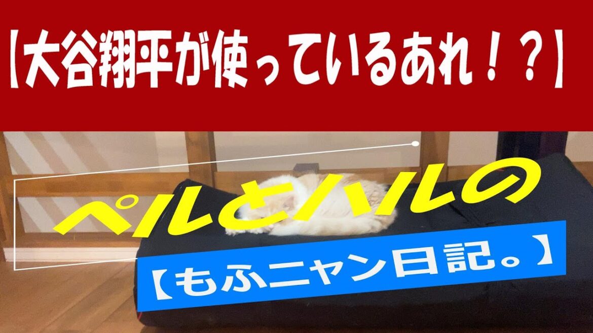 【大谷翔平も使っているあれ！？】#猫#ネコ#セルカークレックス#長毛#もふニャン#モフモフ