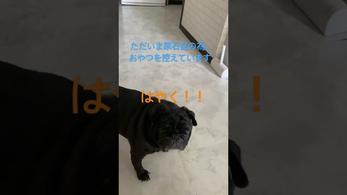 【黒パグ】オチッコの後のおやつが貰えなくて抗議中のてんさん、、、【元保護犬】