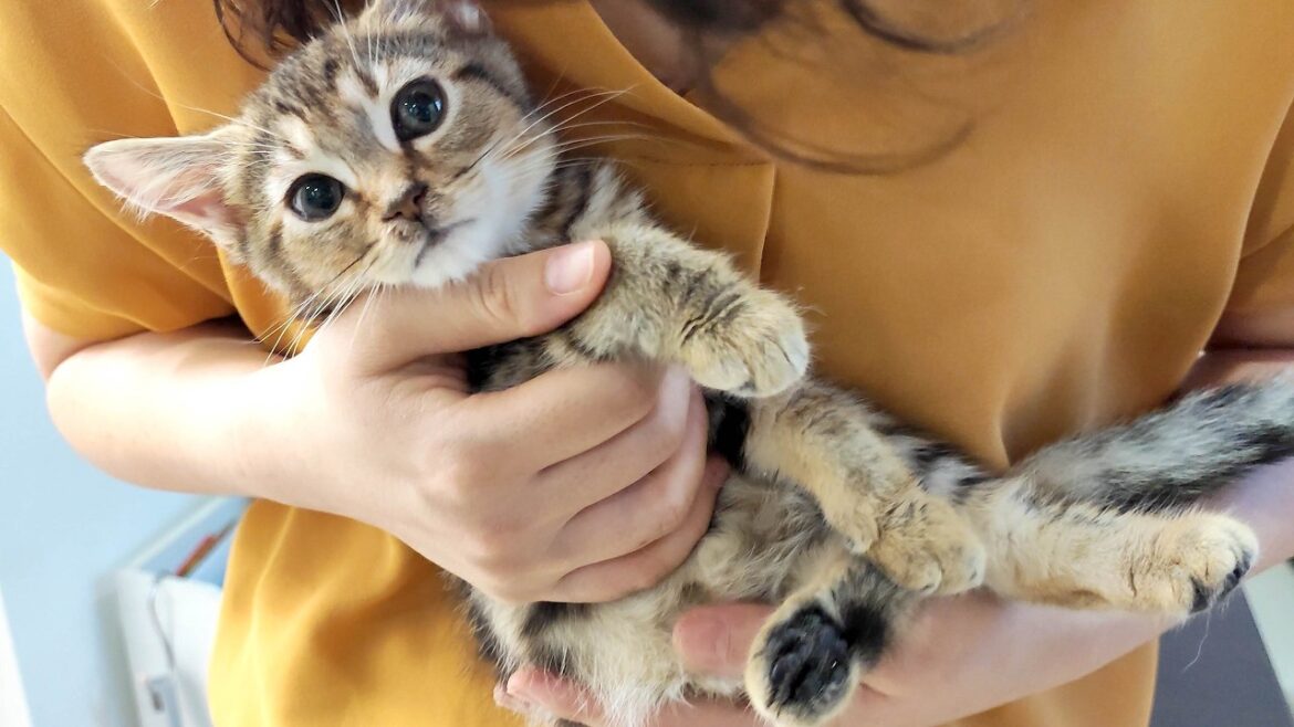 1ヵ月でわずか90gしか増えない子猫。明らかな異常が判明しました。 1ヵ月でわずか90gしか増えない子猫。明らかな異常が判明しました。