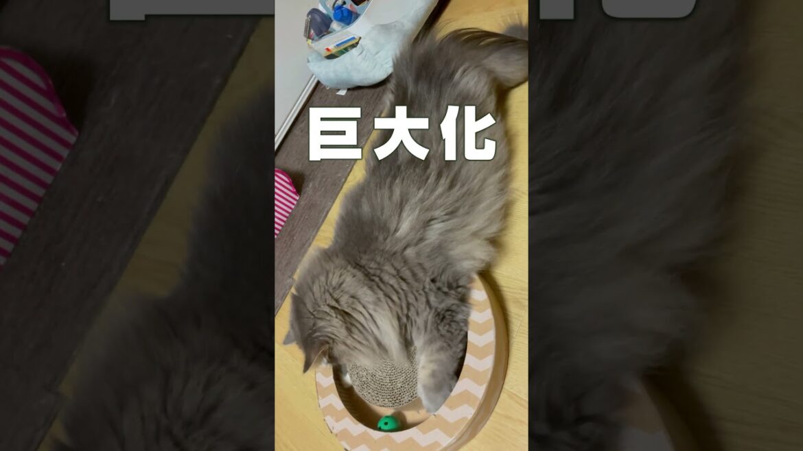 大型猫の成長 サイベリアン 0歳から3歳　 #siberian #サイベリアン #siberiancat #cat #かわいい #сибирскаякошка #猫好きさんと繋がりたい #ねこ