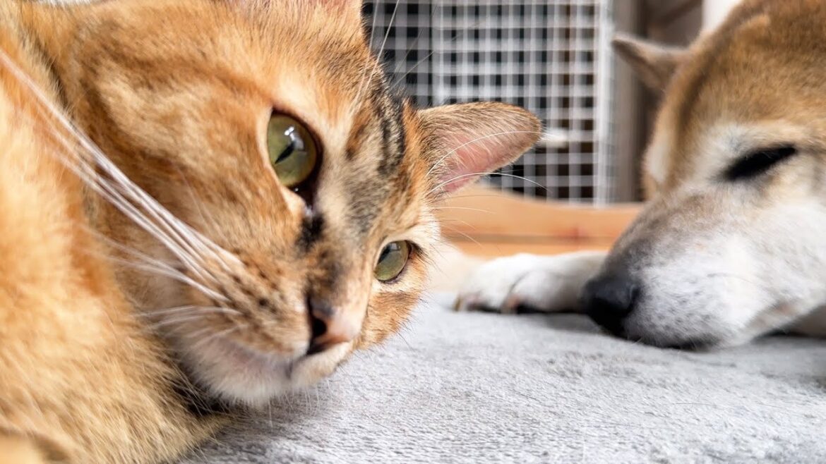 大好きな柴犬との距離感を理解してきた末っ子猫