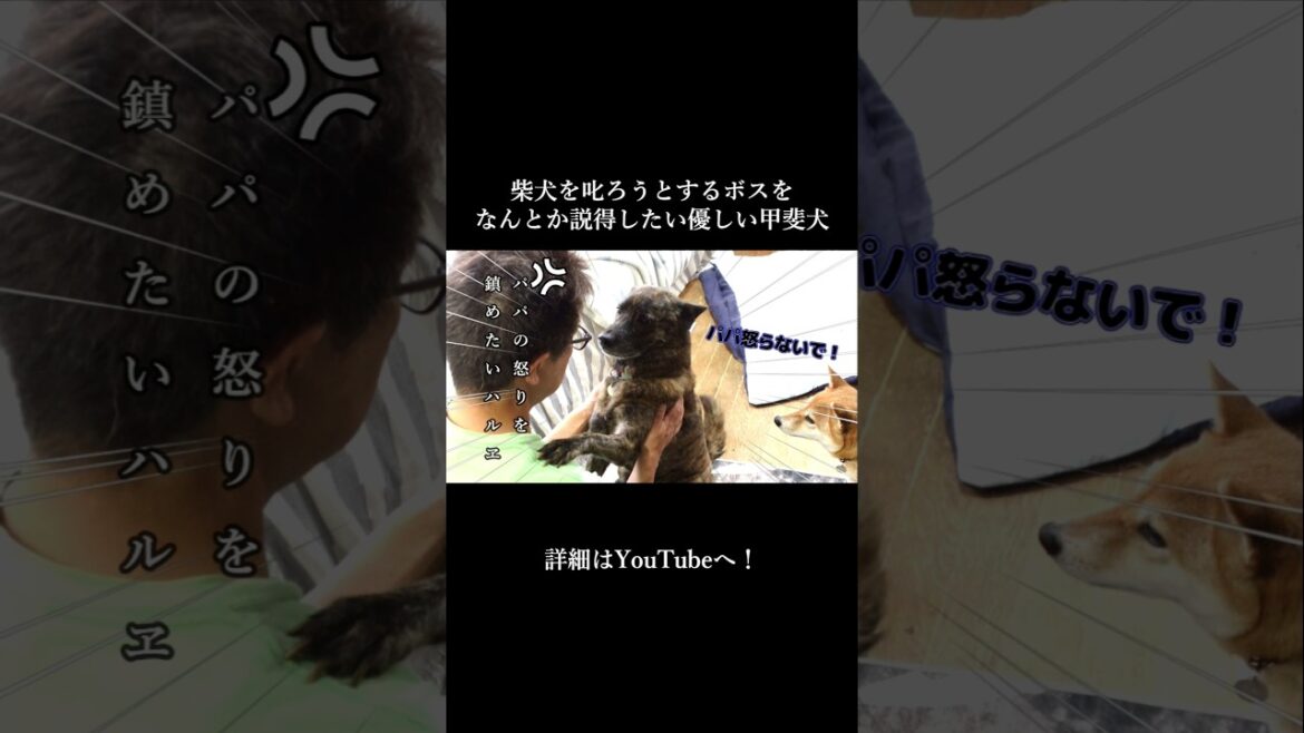 怒るボスをなだめる甲斐犬　#甲斐犬 #柴犬 #youtubeshorts
