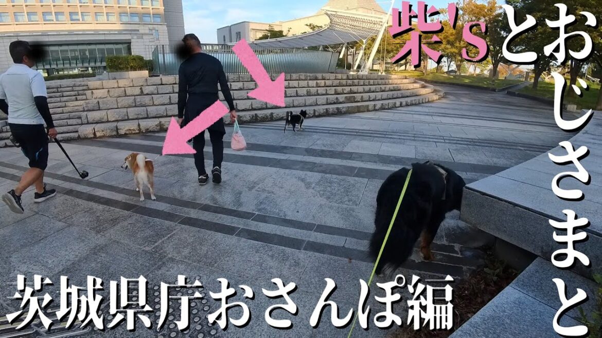 オリバー、柴犬'sと茨城県庁を視察【バーニーズマウンテンドッグ】