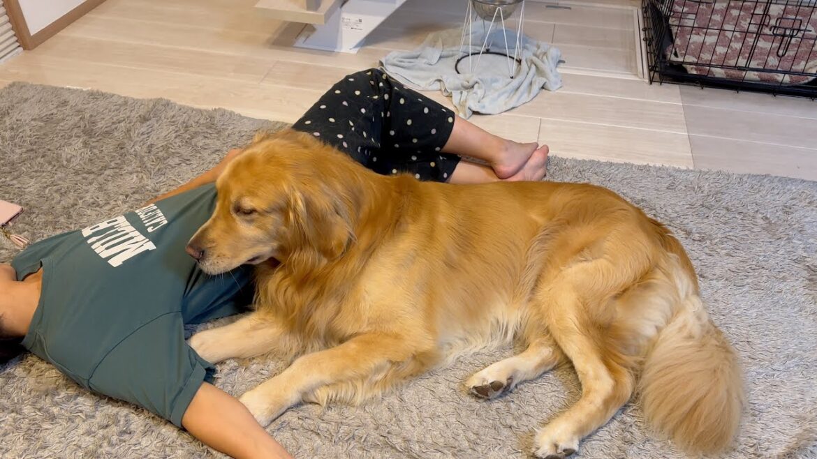 ママが職場で倒れて、帰ってきました。 ママが職場で倒れて、帰ってきました。