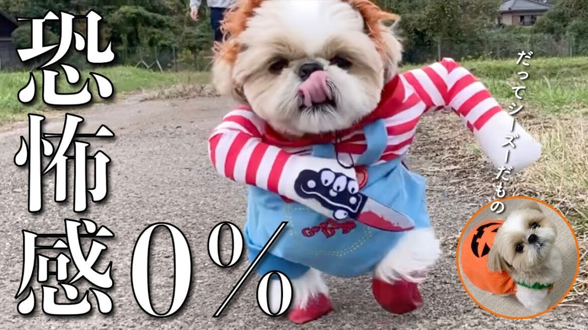 【シーズー】恐怖感0％シーズーのハロウィンはこちらです！www（他 りんちゃんの毎日が春休み）【356】