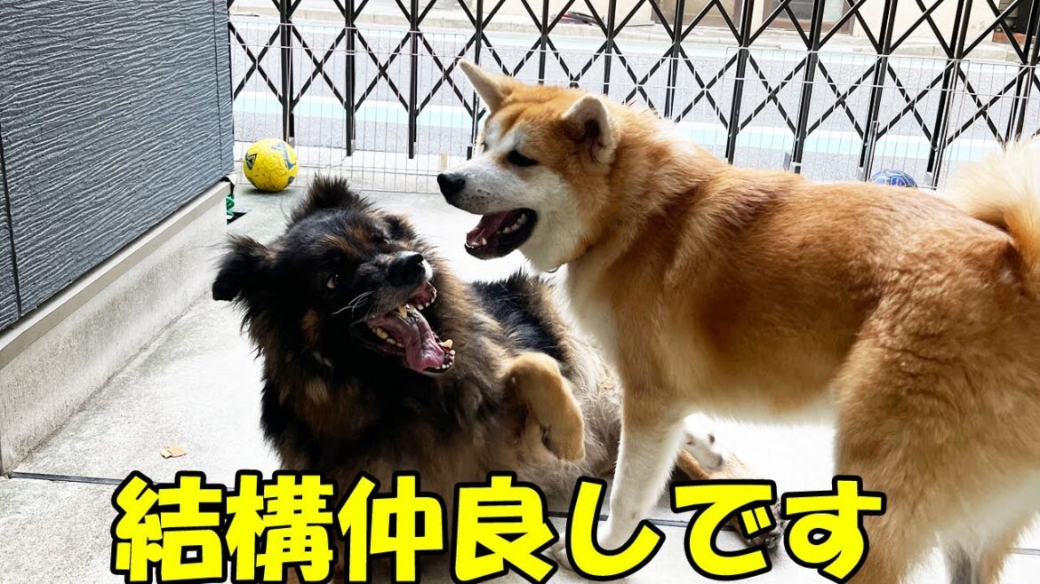 夜遊びしてます。秋田犬そら・シェパード犬マック