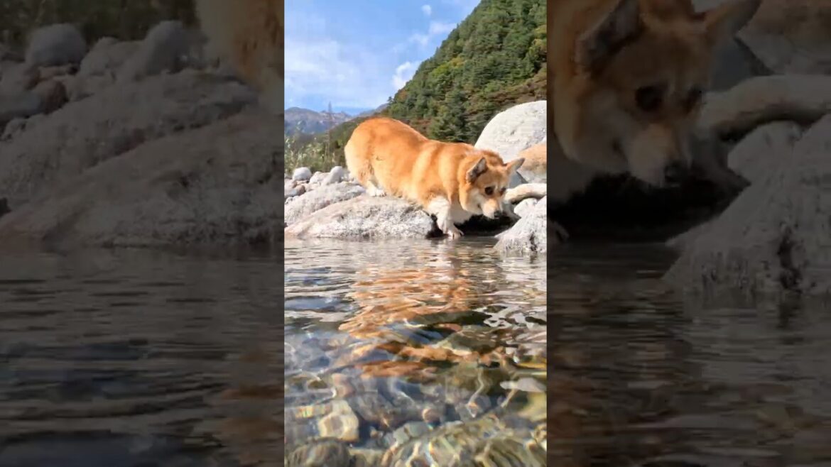 慎重に川へ入るコーギー / A corgi cautiously entering the river #shorts