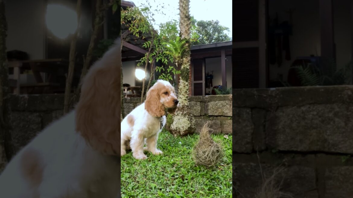 Chai Epic Showdown! Puppy vs. Garden Monster: Who Will Win? 🐶 #FurryChai #GardenMonster #EpicPuppy Chai Epic Showdown! Puppy vs. Garden Monster: Who Will Win? 🐶 #FurryChai #GardenMonster #EpicPuppy