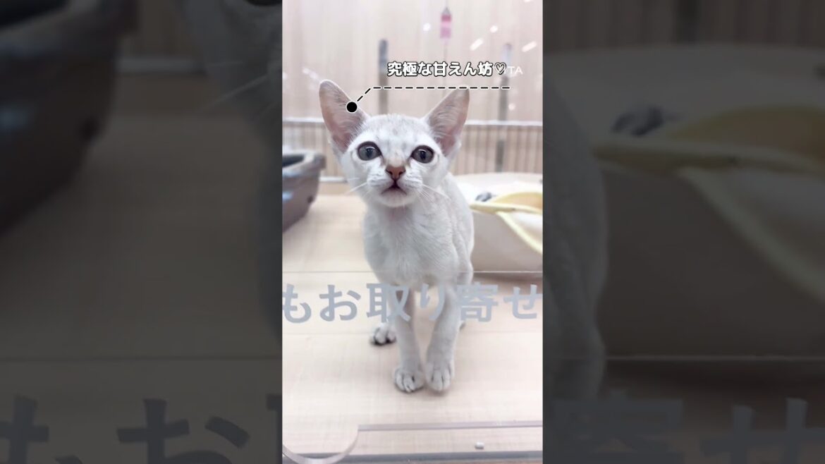 とっても甘えん坊なシンガプーラの女の子#shorts#pets＃シンガプーラ#cat #ペットショップ#ペッツワン城山店＃子猫