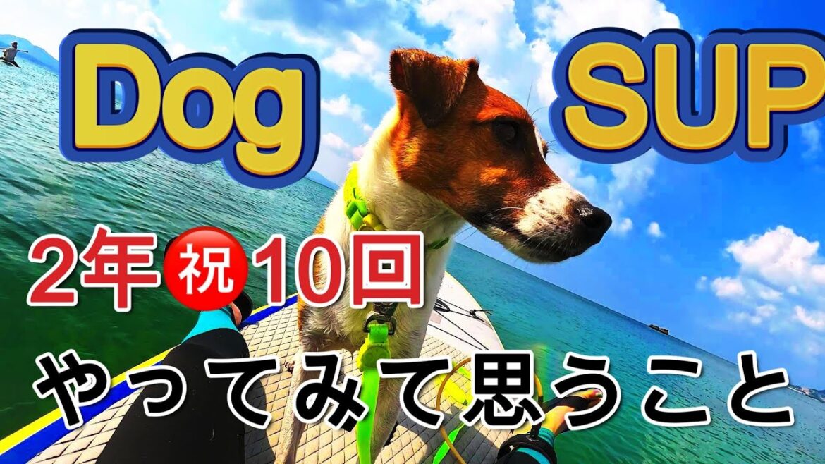 【犬連れ海SUP】㊗️ドッグエス・ユー・ピーなんだかんだ10回目‼️で思うこと