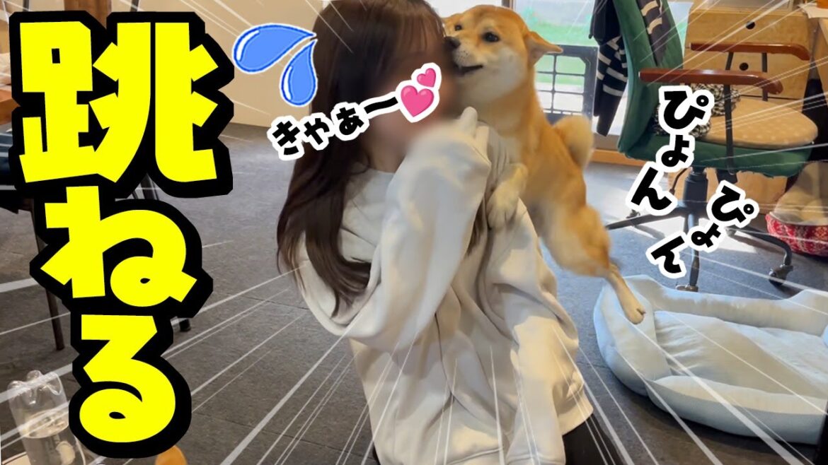次の日も娘が居るのが嬉しくて泣いて飛び跳ねパニックになる柴犬が愛おしい