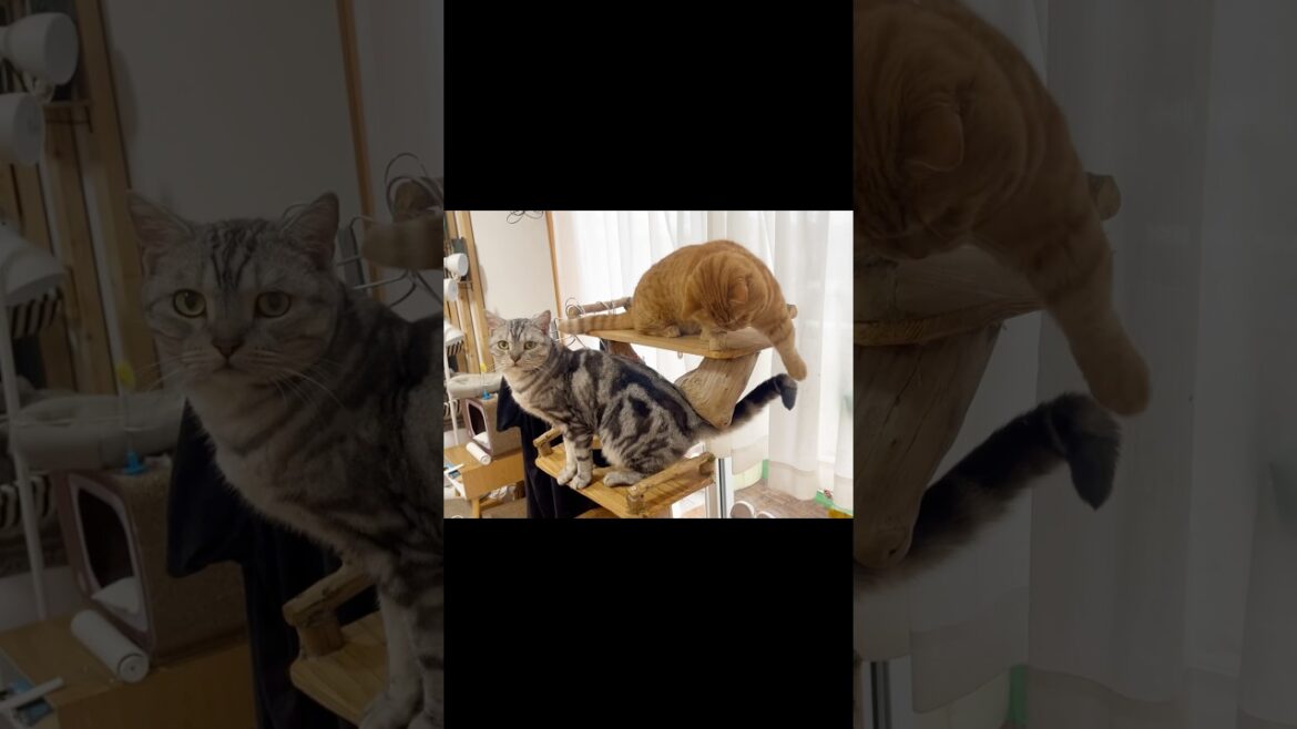 息子のしっぽに夢中になるパパ猫 #マンチカン #shorts