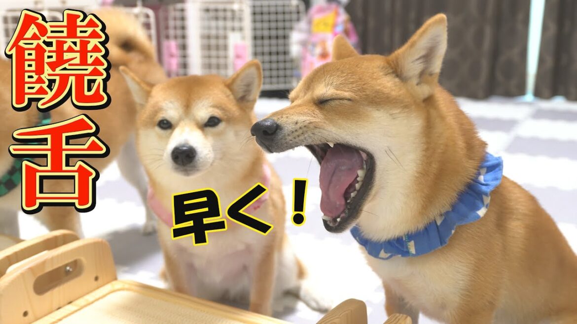 ご飯の時間が近づくと、犬語を喋りまくる子犬が面白過ぎました