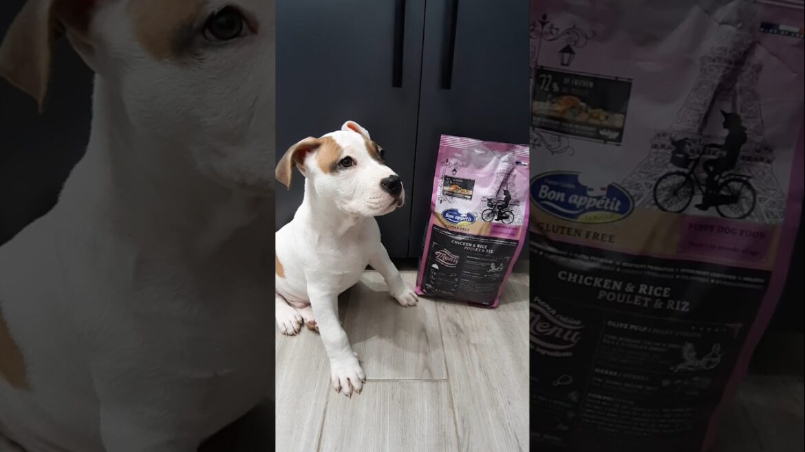 # SNOW BABY AMSTAFF AND DRY FOOD BON APPETIT WITH CHICKEN AND RICE