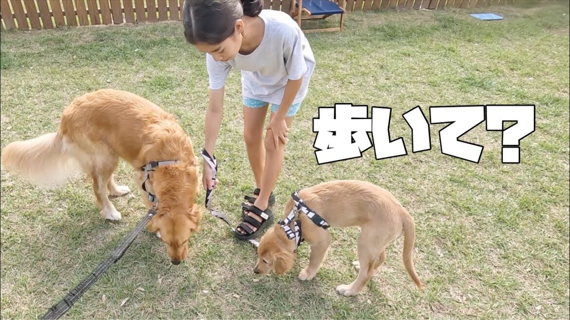 【ゴールデンレトリバー仔犬】初めてのデイキャンプでお姉ちゃん達と散歩の練習してみた/EcoFlow DELTA3Plus 【ゴールデンレトリバー仔犬】初めてのデイキャンプでお姉ちゃん達と散歩の練習してみた/EcoFlow DELTA3Plus