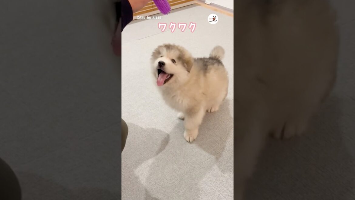可愛すぎる毛玉時代のお手｜PECO #アラスカンマラミュート #子犬 #愛犬家 #子犬のいる暮らし #alaskanmalamute #puppy #puppylife #puppylove