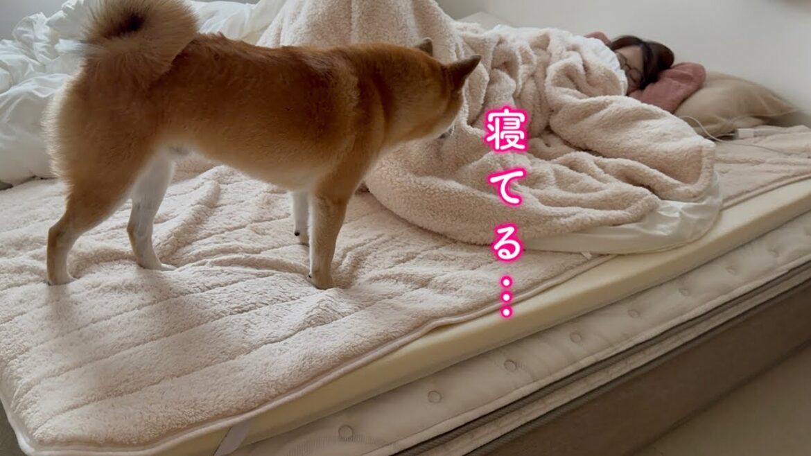 ママを起こしに来たはすが熟睡していてその後とった柴犬の行動が優し過ぎました ママを起こしに来たはすが熟睡していてその後とった柴犬の行動が優し過ぎました