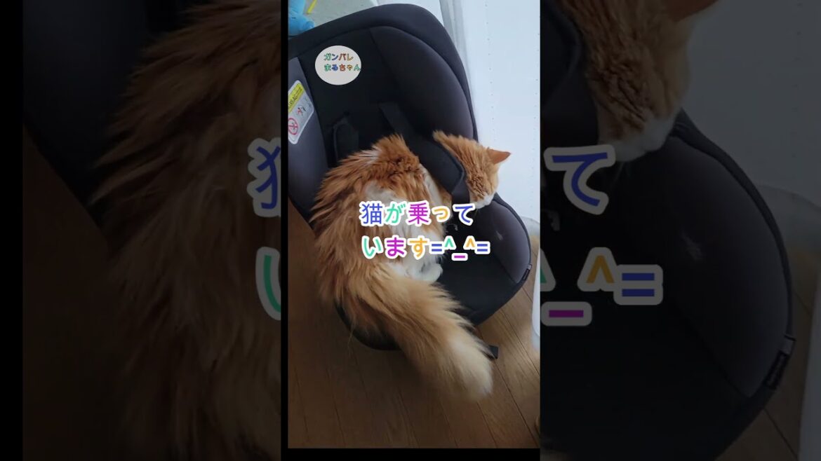 好奇心のかたまり😸#ねこ #ラガマフィン#short