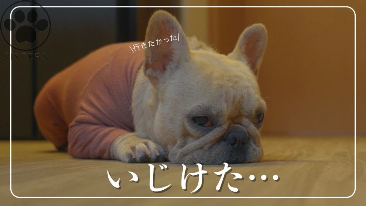 大好きなパパに置いていかれていじけてしまった愛犬たちw 大好きなパパに置いていかれていじけてしまった愛犬たちw