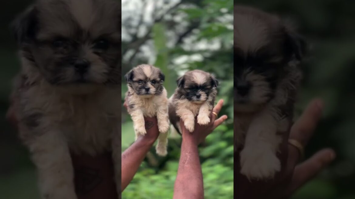 Lhasa apso puppies sale in 📍Kerala 📞9846628517 #shorts