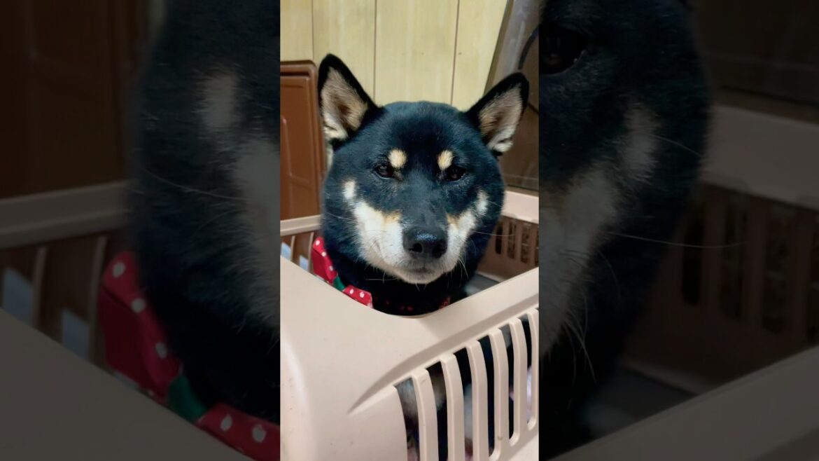 寝れないんですけど… #柴犬 #shiba #shibainu