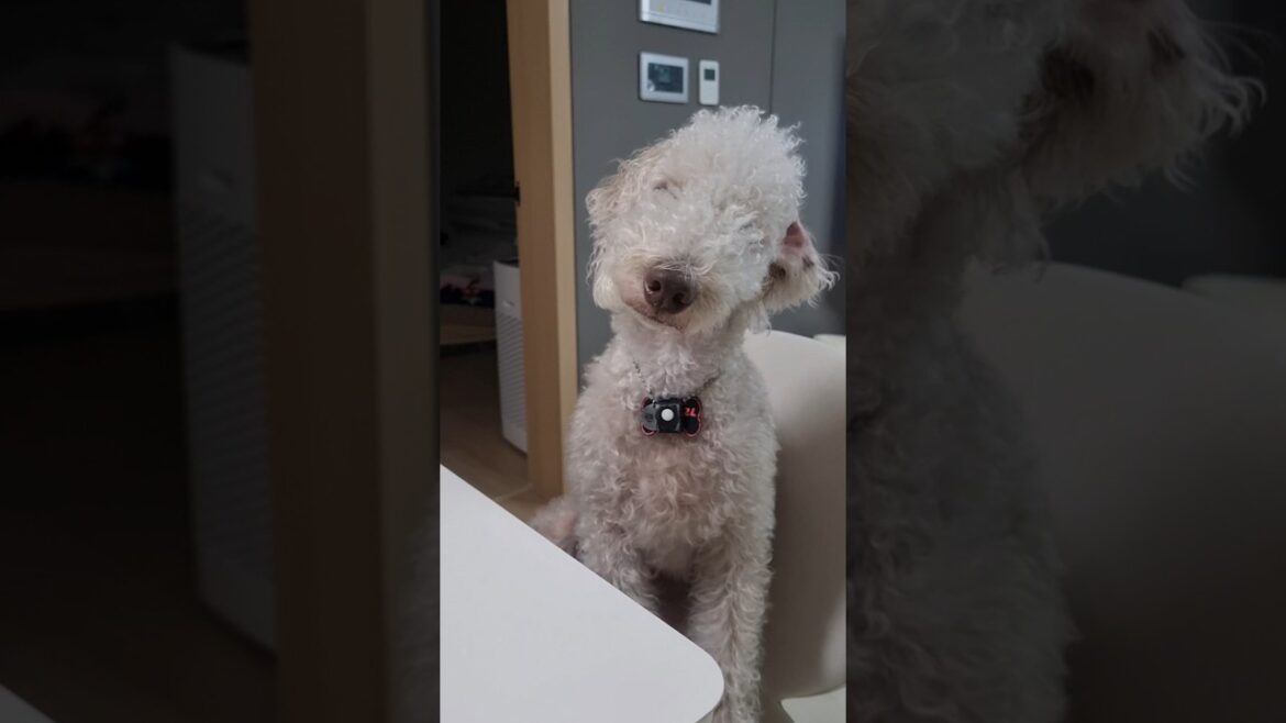 취향 확고합니다. 새🐦 싫어해요 #강아지브이로그 #dogs