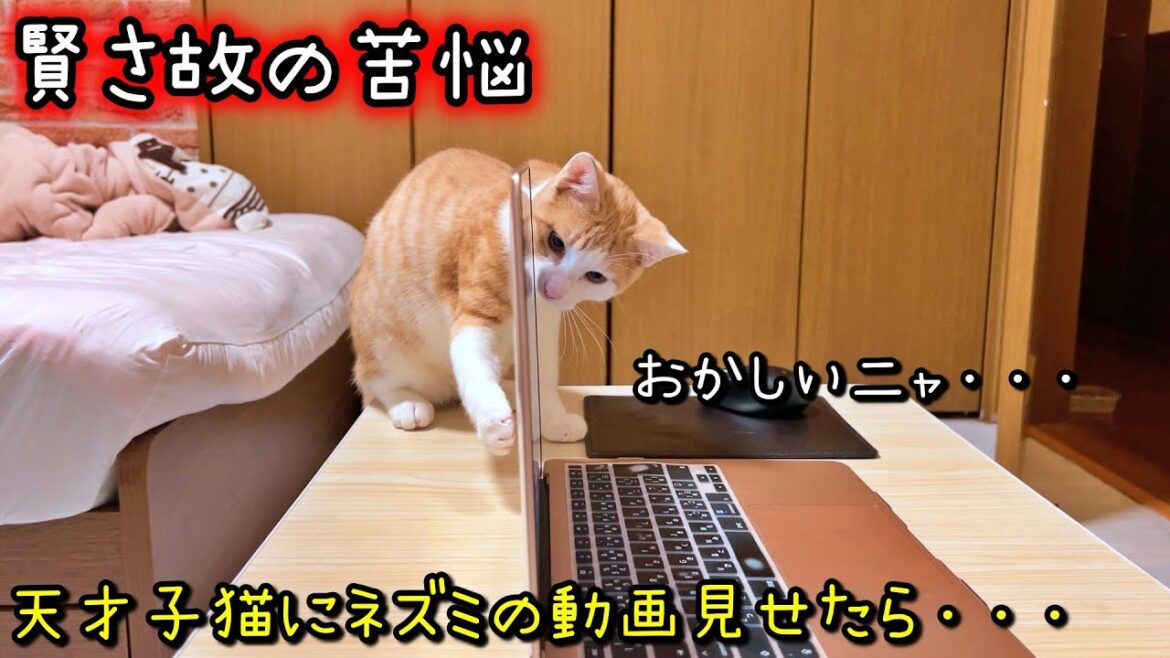 保護した賢い子猫に、猫が喜ぶ動画見せたらこうなりました笑