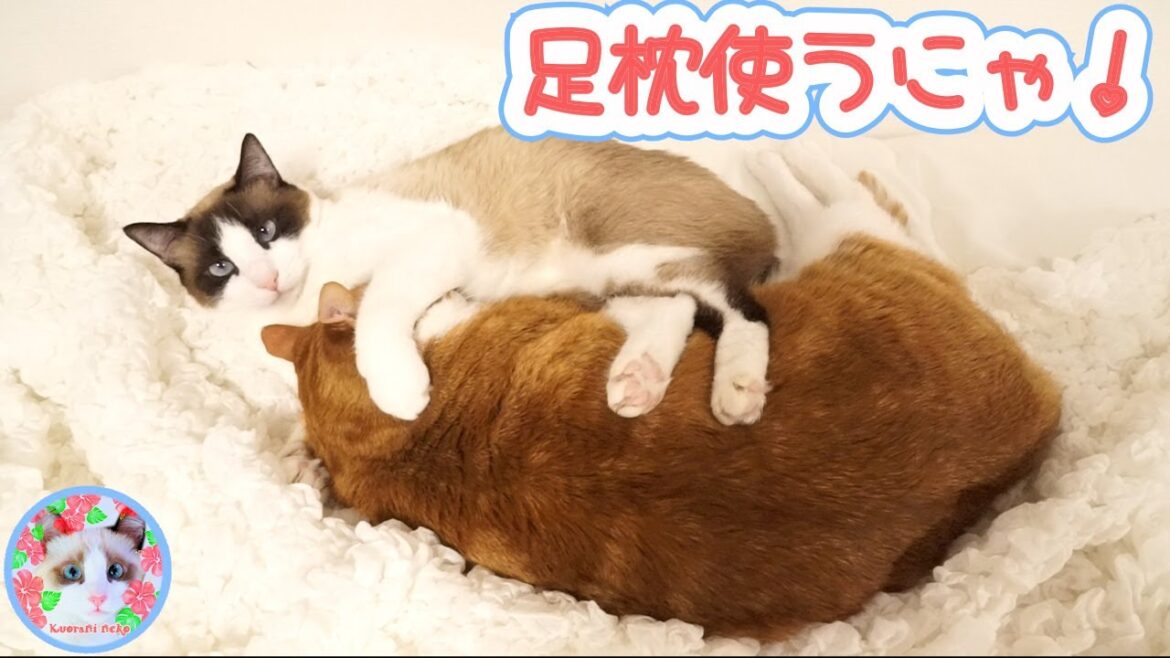 ベッドメイキングしてると必ずやって来る猫には訳があります Cats coming in bed making ベッドメイキングしてると必ずやって来る猫には訳があります Cats coming in bed making