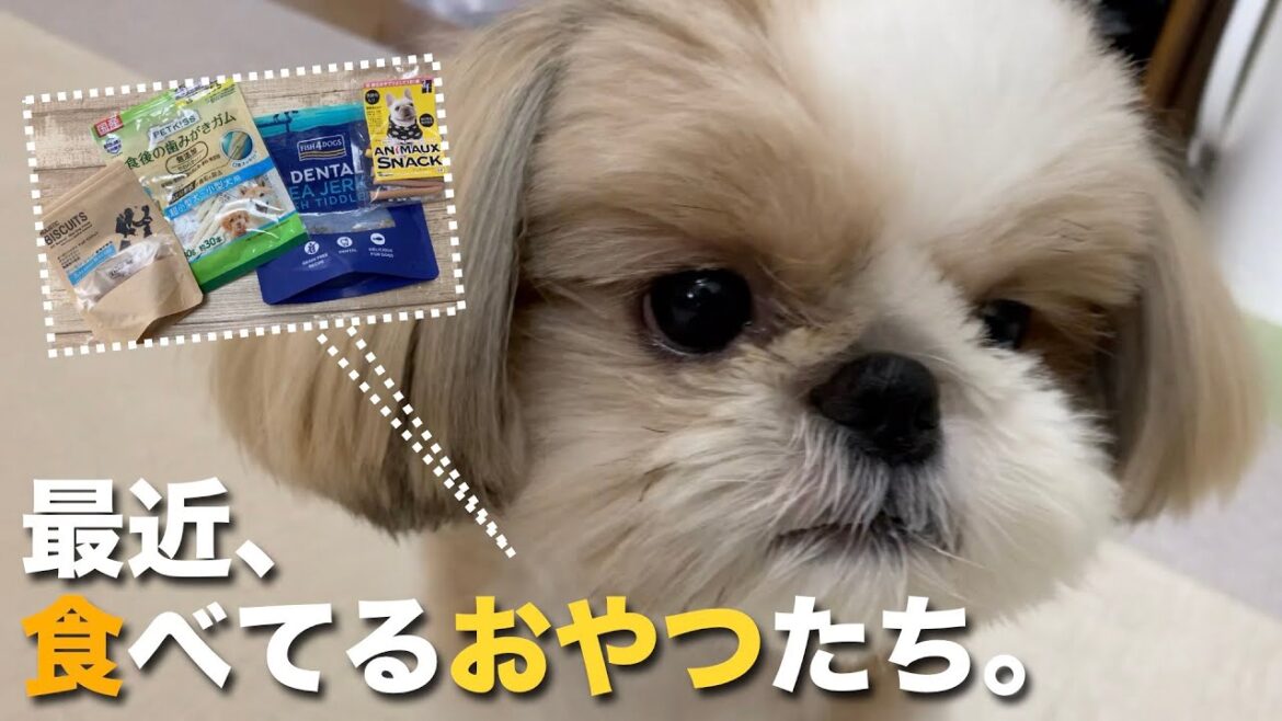 【シーズー】最近、食べてるオヤツたち。まるちゃんのお気に入りはコレでした！【049】