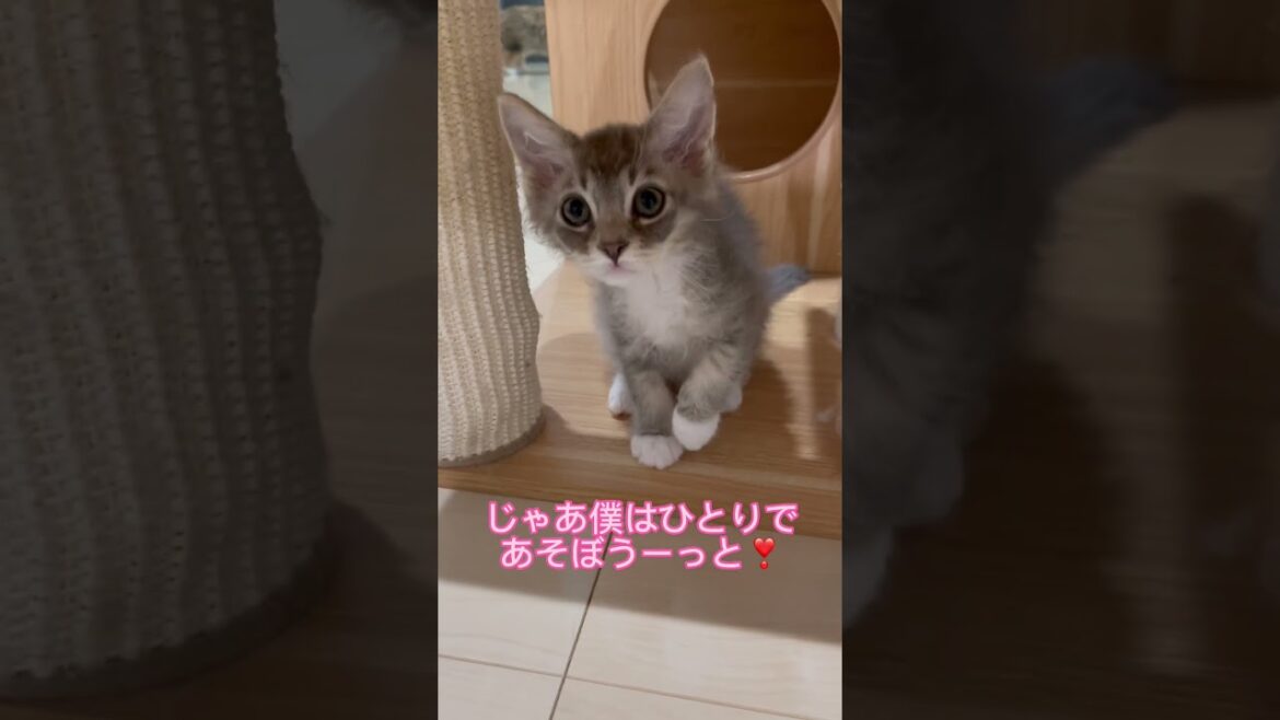 雨の日の子猫ちゃん☔️🐱 【お問合せ詳細は説明欄に記載あります】 #ラパーマ #ブリーダー直販 #猫 #猫動画 #子猫 #マンチカン #ミヌエット