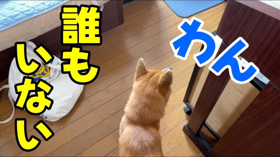 【恐怖】愛犬が誰もいない部屋で何かに唸って吠え始めました　柴犬小夏