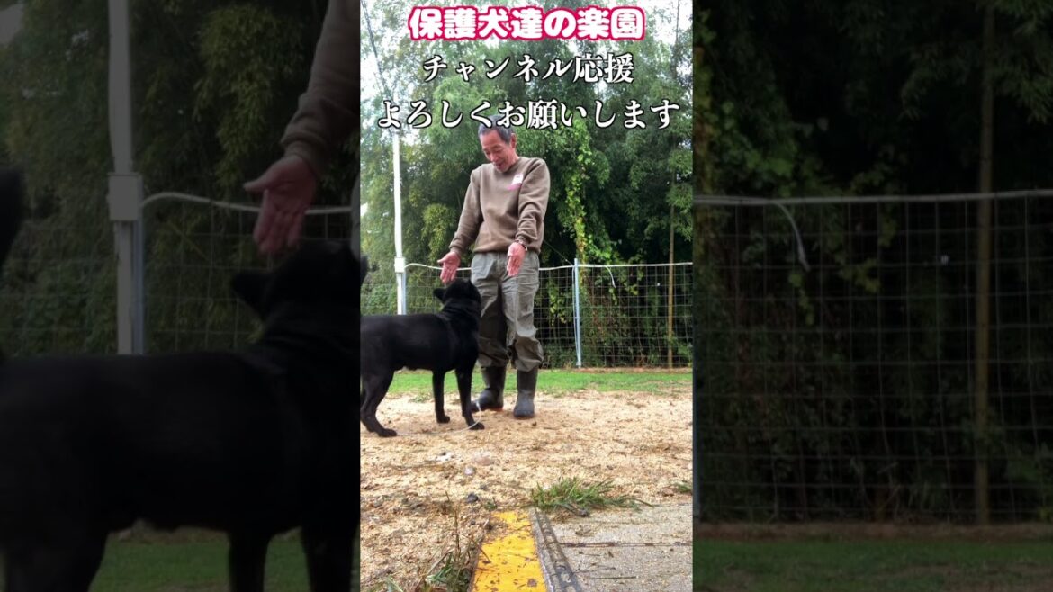 ご主人を失った甲斐犬瑞稀くんとの絆 #shorts #犬の問題行動 #甲斐犬 犬 ご主人を失った甲斐犬瑞稀くんとの絆 #shorts #犬の問題行動 #甲斐犬 犬