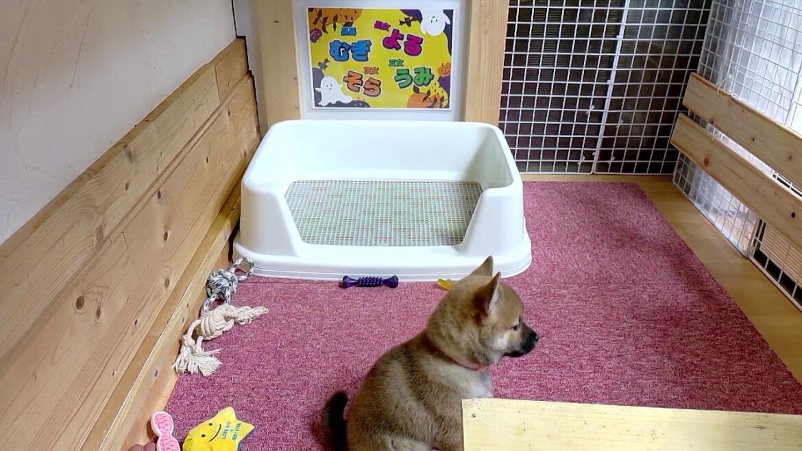 柴犬なつ！子育て生配信【生後52日】カシャカシャ音の鳴るおもちゃが人気過ぎ。