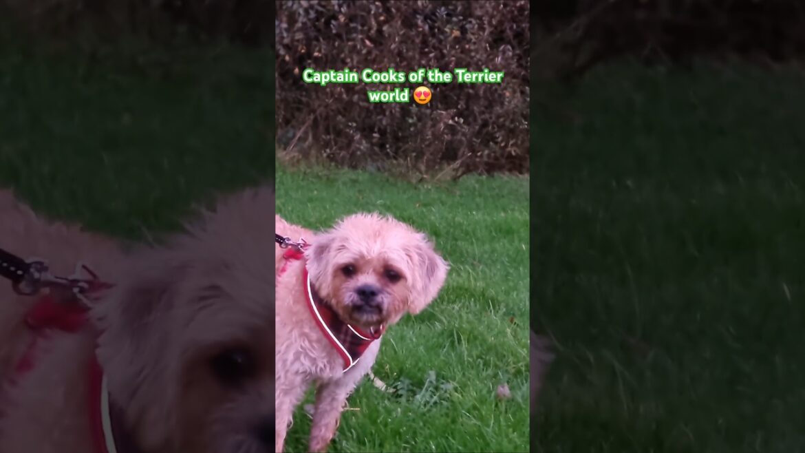Terriers are the Captain Cooks of the Doggie World 🌎 😍