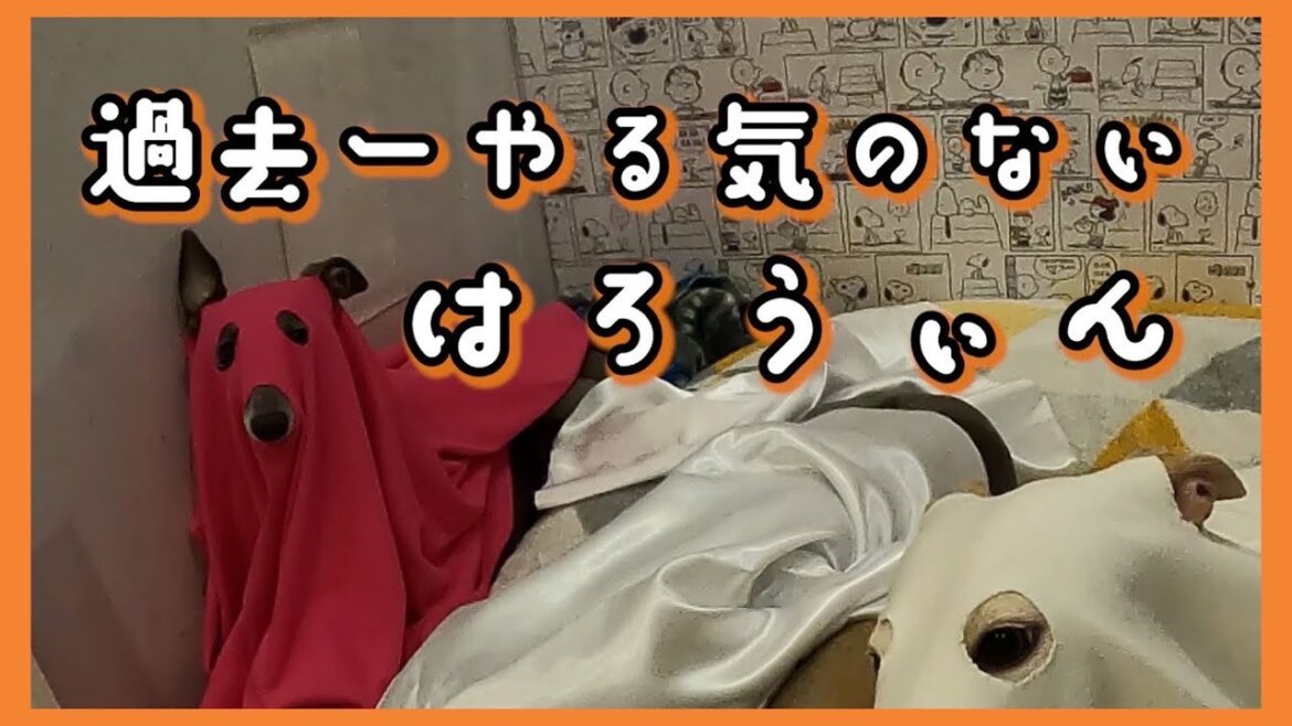 【イタグレ好き必見!】やる気の無いハロウィンに癒されること間違いない!! 【イタグレ好き必見!】やる気の無いハロウィンに癒されること間違いない!!