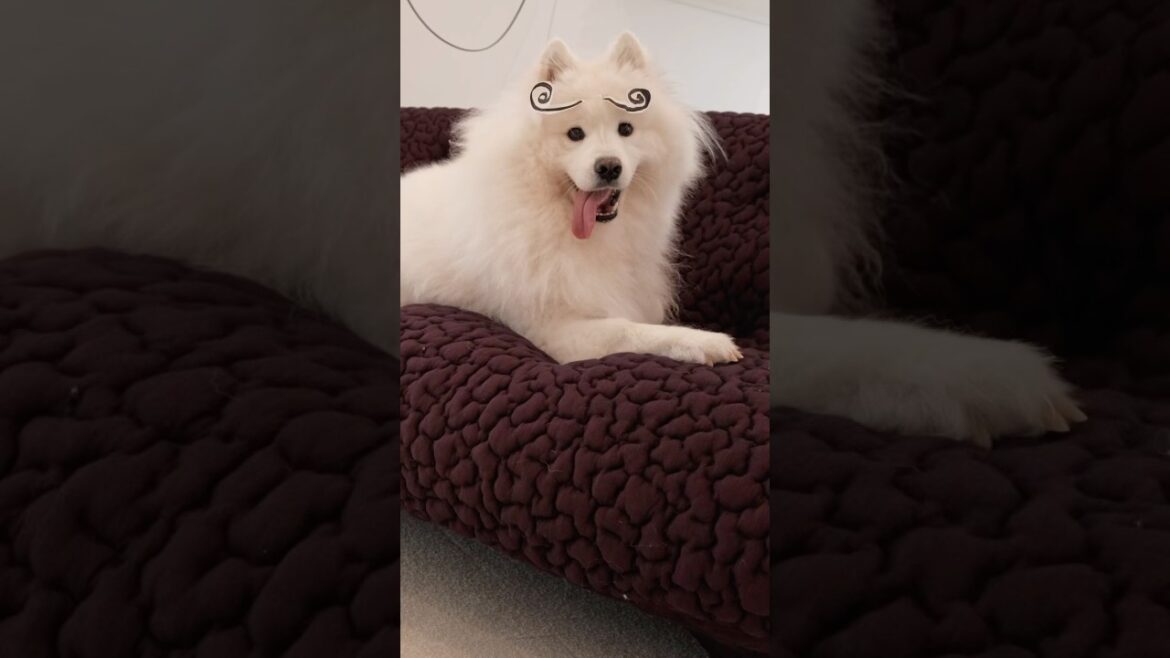 変な眉毛で遊ばれてるのに、ずっとサモエドスマイルで嬉しそう #サモエド #samoyed