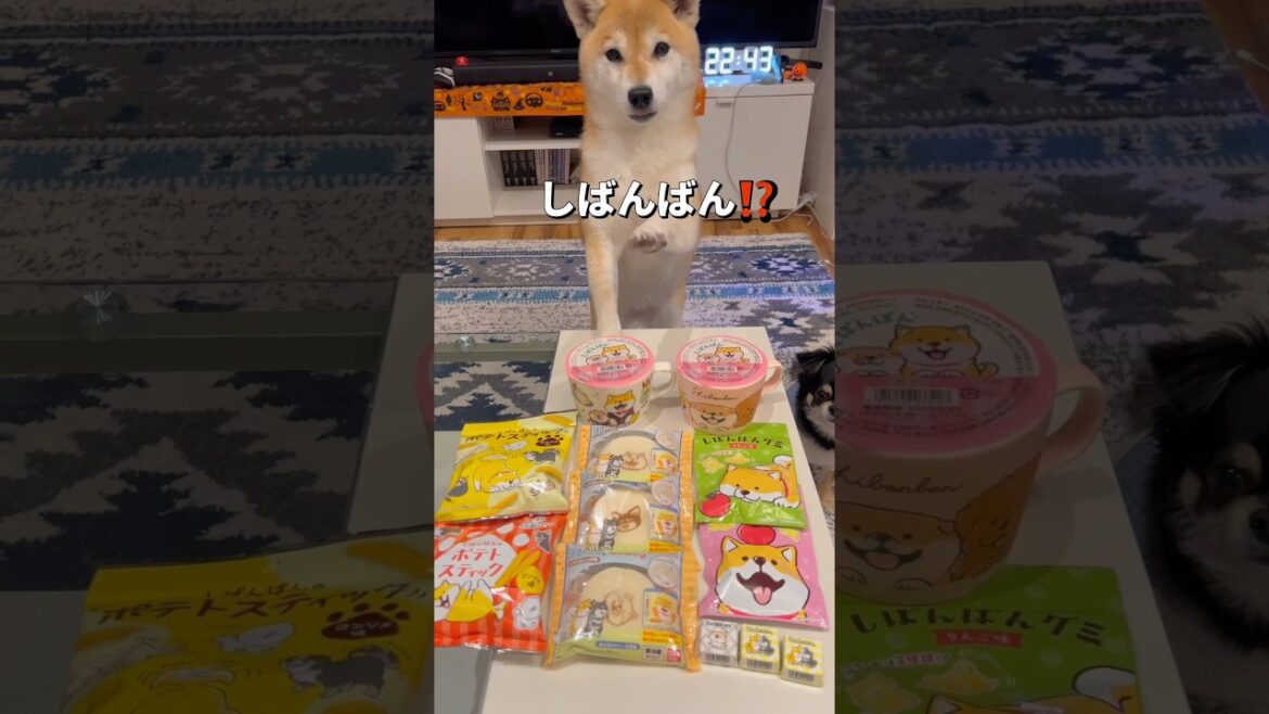 机の上の物が気になるポン🤣#柴犬 #チワワ #shorts
