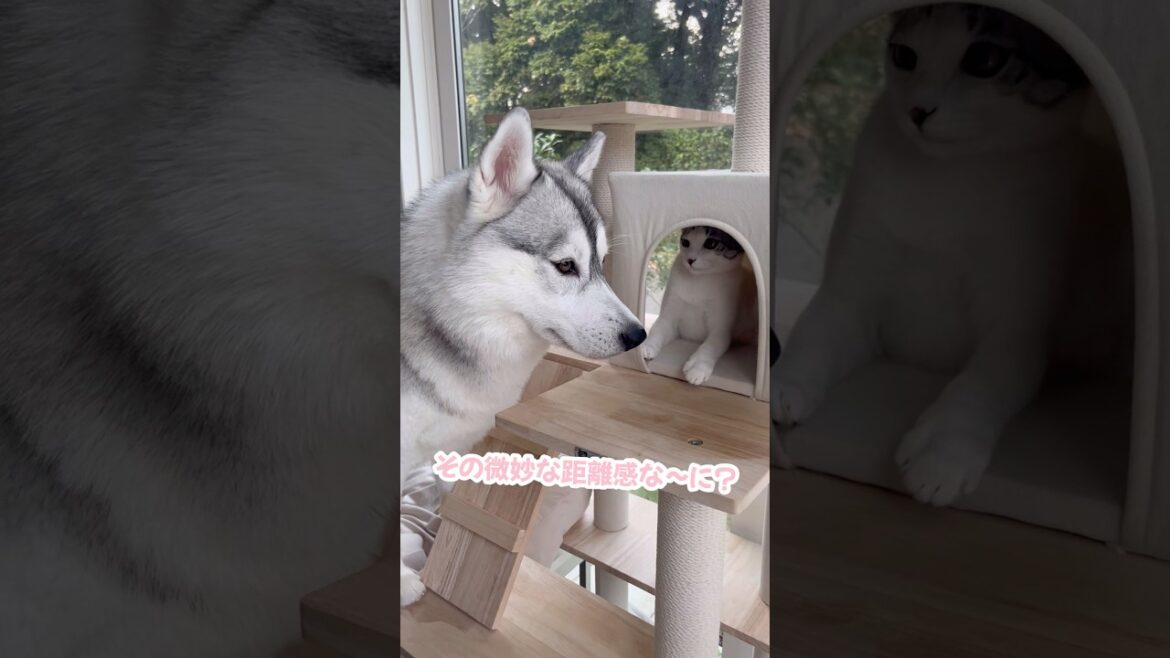 微妙な距離感の子猫とハスキー #シベリアンハスキー #ハスキー #子猫