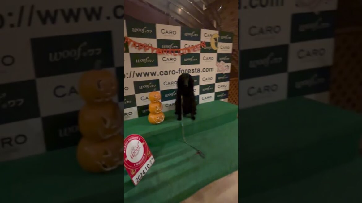 ドッグリゾートwoofで記念撮影　#shorts #flatcoatedretriever #フラットコーテッドレトリバー