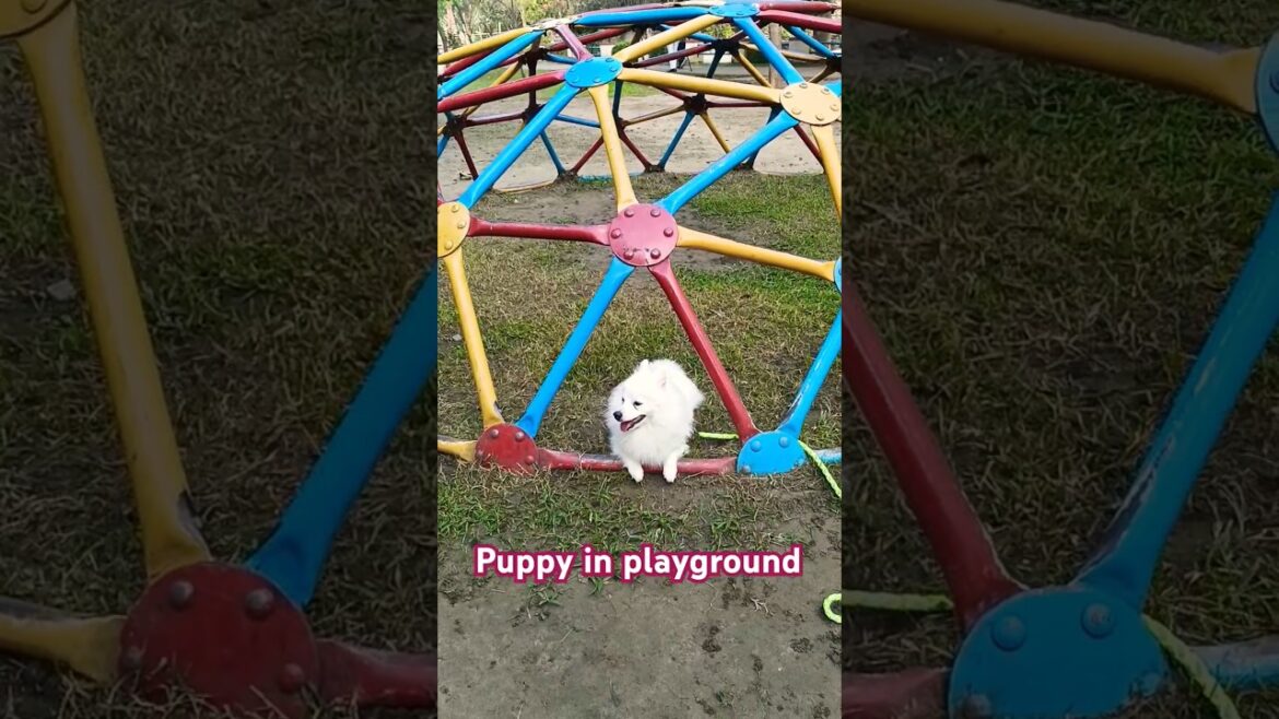 Puppy In PLAYGROUND #spitzdog #cutepuppy #playground #playfuldogs #playingpuppies #playgroundvideos
