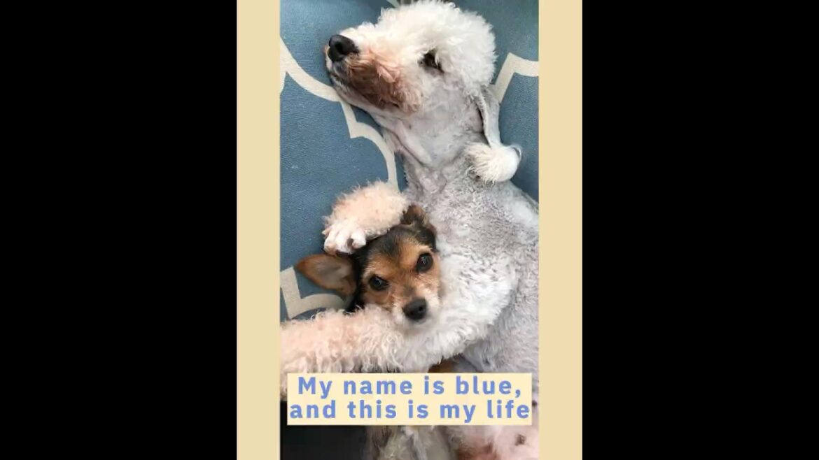 My name is Blue and this is my life so far#bedlingtonterrier #dogtravel #dogshorts #funnypet #pets