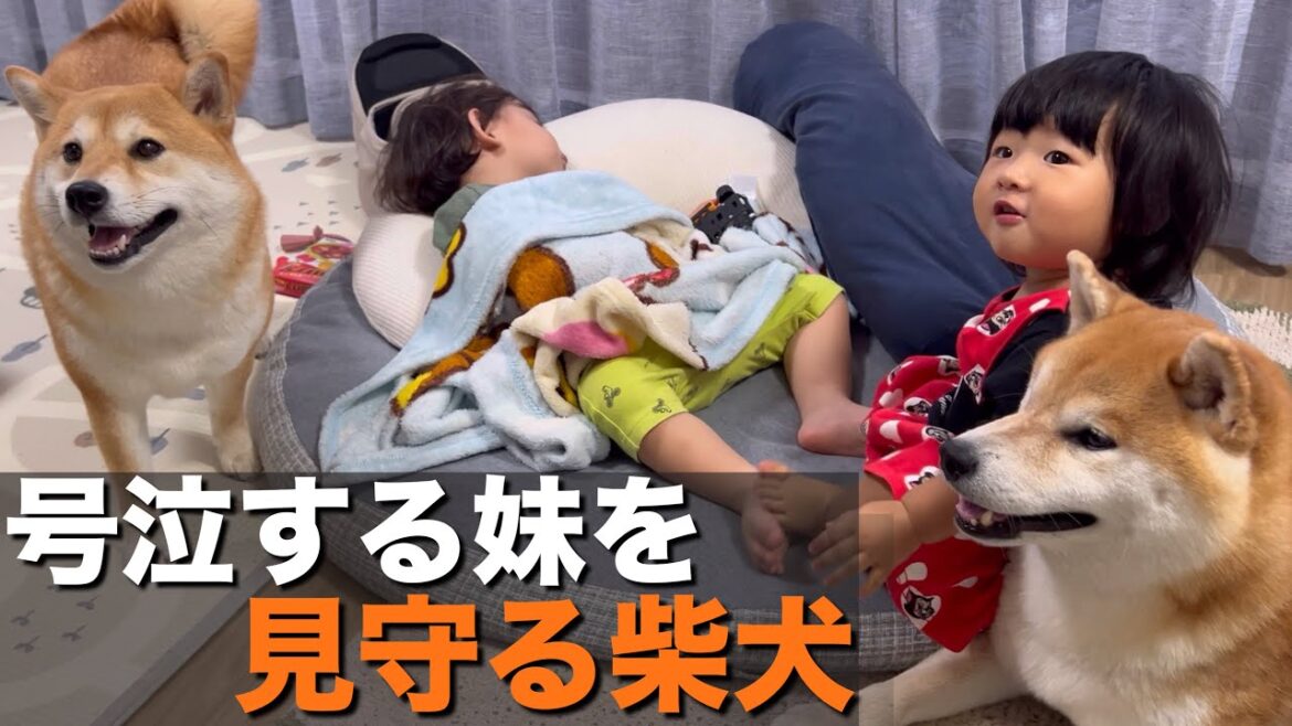 仲良くなれたお友達の前で号泣する１歳児を、困惑しながら見守る柴犬