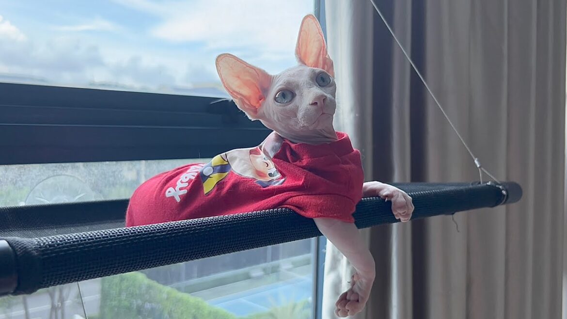 マイペースな毛のない子猫が可愛すぎる【スフィンクス猫】