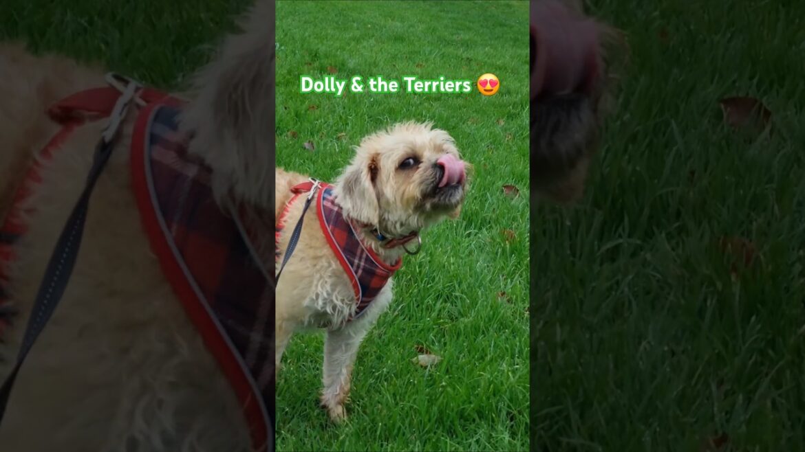 Dolly & The Terriers 😍