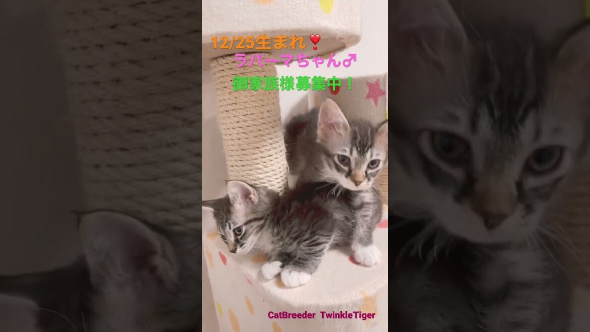 巻き毛のラパーマちゃん🐈🐾御家族募集中💕※お問合せ、詳細は説明欄、コメント欄に記載あります🌸#ブリーダー直販 #ラパーマ #猫 #マンチカン #ミヌエット #子猫 #猫のいる暮らし