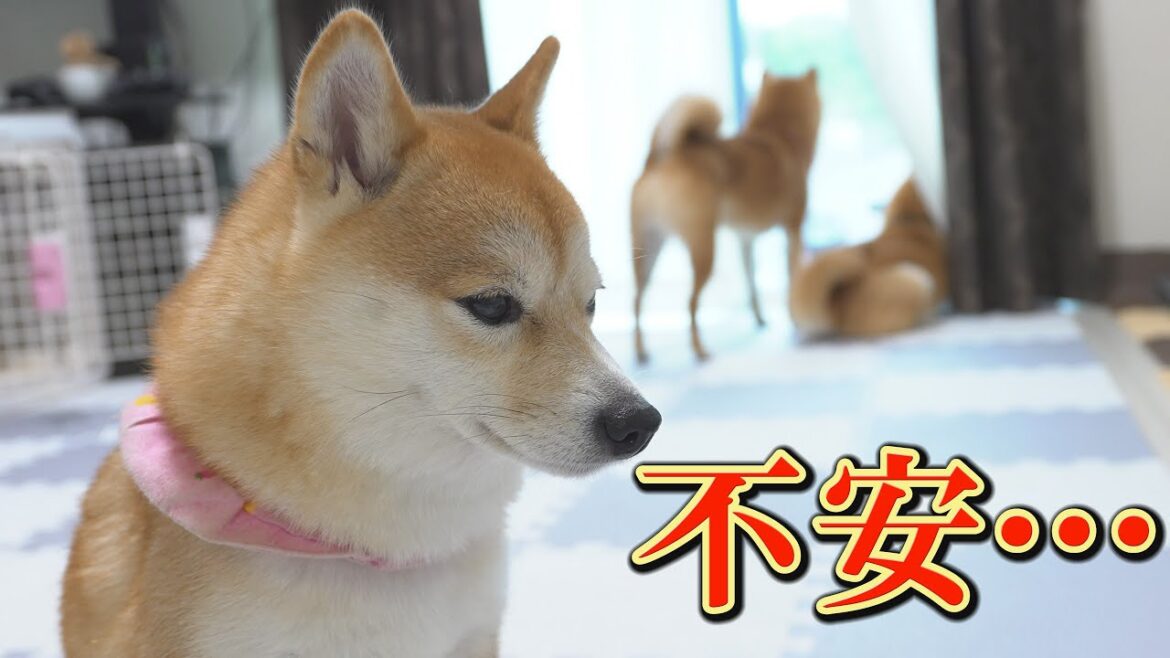 子犬がいなくなり泣きじゃくる姉柴犬がこの直後、豹変しました・・・