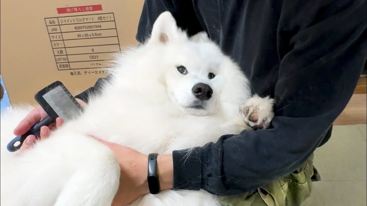 まるで人間の子どものように喜怒哀楽をわかりやすく表現してくれる犬がおもしろすぎました! まるで人間の子どものように喜怒哀楽をわかりやすく表現してくれる犬がおもしろすぎました!